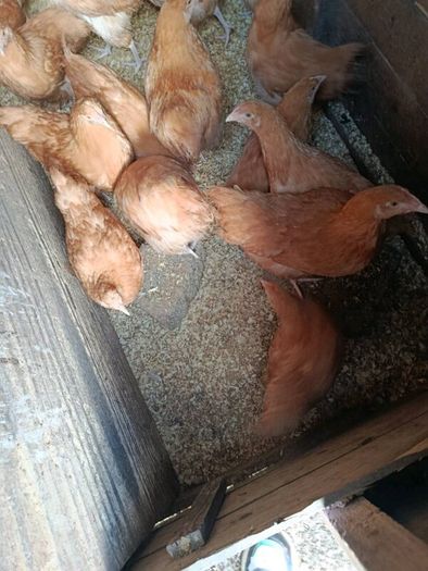 Pullets