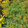 Shrubs, Garden Plants Image 10