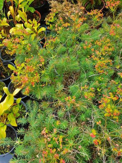 Shrubs, Garden Plants