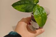 No.11 Monstera Siltepecana Variegated