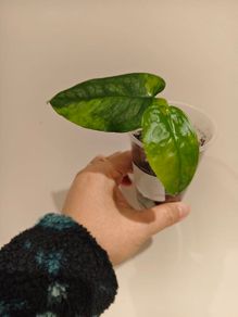 No.11 Monstera Siltepecana Variegated