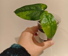 No.11 Monstera Siltepecana Variegated