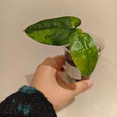 No.11 Monstera Siltepecana Variegated