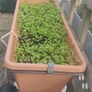 Hanging pot Image 2