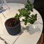 Variegated Kalanchoe plant Image 3