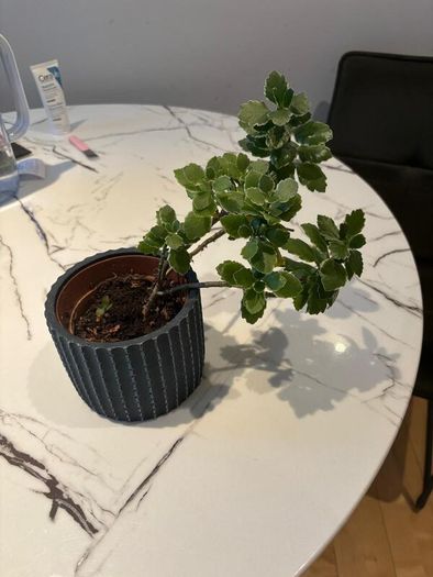 Variegated Kalanchoe plant