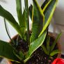 Sansevieria Set Image 7