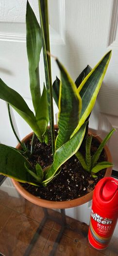 Sansevieria Set