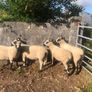 Kerry Hill PBNR Rams Image 3