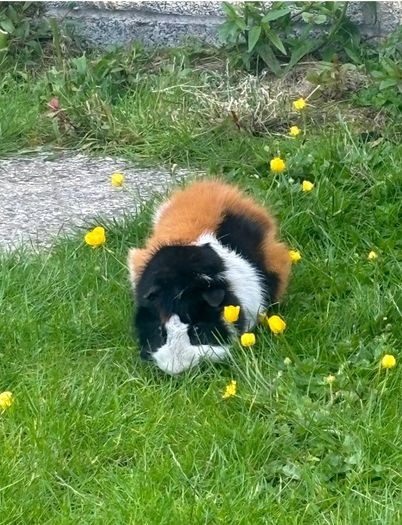 Guinea pig male
