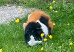 Guinea pig male