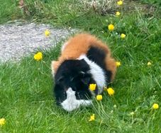 Guinea pig male