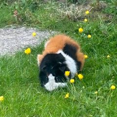 Guinea pig male