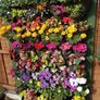 Vertical Garden Image 3