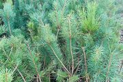 Native grown pine trees