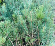 Native grown pine trees