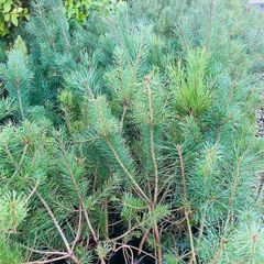 Native grown pine trees