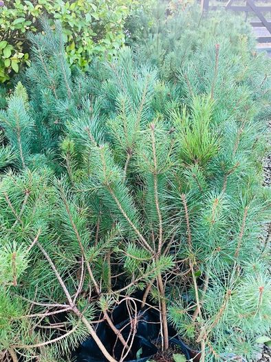 Native grown pine trees