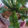 Artificial Plants in Ceramic Plant Pots with Decorative Stones x2 Image 6