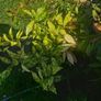shrubs. Bay leaves Image 3