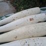 5 X Victorian Wooden Original Paint Indian Exercise Clubs(17 inches,2.5kgs) Image 6
