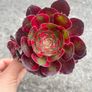plant Image 2