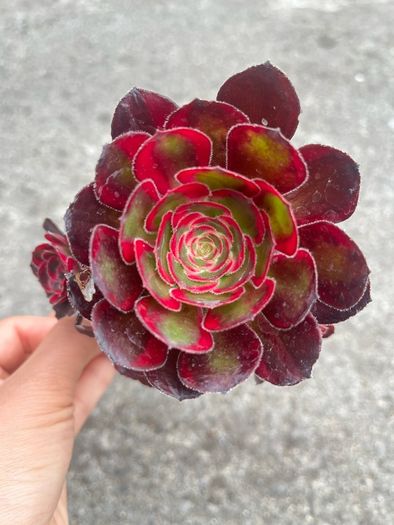 plant
