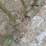 Vintage Antique Wrought Iron Fence Panels Image 5