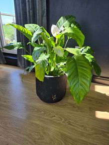 plant
