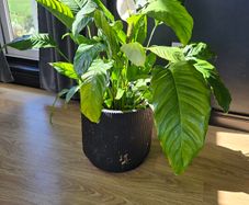 plant