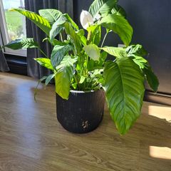 plant