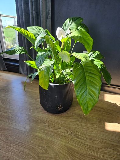 plant