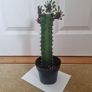 Euphorbia Trigona Rubra succulent Image 2