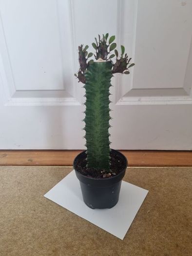 Euphorbia Trigona Rubra succulent