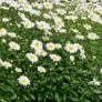 plants Image 3