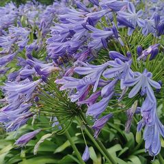 Agapanthus Blue
