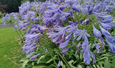 Agapanthus Blue