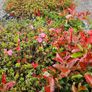 Azaleas, Flowering Plants Image 10