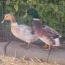 Duck and Drake Abacot Ranger Image 4
