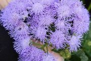 Ageratum seeds