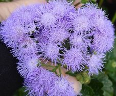 Ageratum seeds