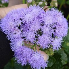 Ageratum seeds
