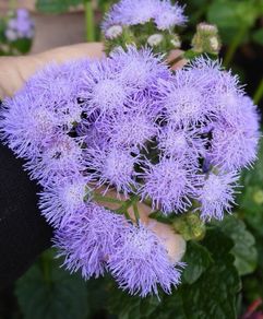 Ageratum seeds
