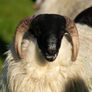 Perth / Scotch Blackface Ram Lambs Image 6