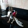 Braebryn, Apple White's Dragon from Ever After High. Image 2