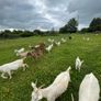 Raw organic goats milk (price including bottle lease) Image 2