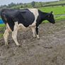 Pbr cows Image 4