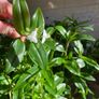 Plant - Tradescantia Fluminensis Green Hill - Houseplant Image 9
