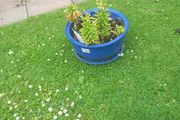 pot