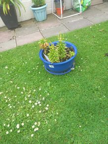pot